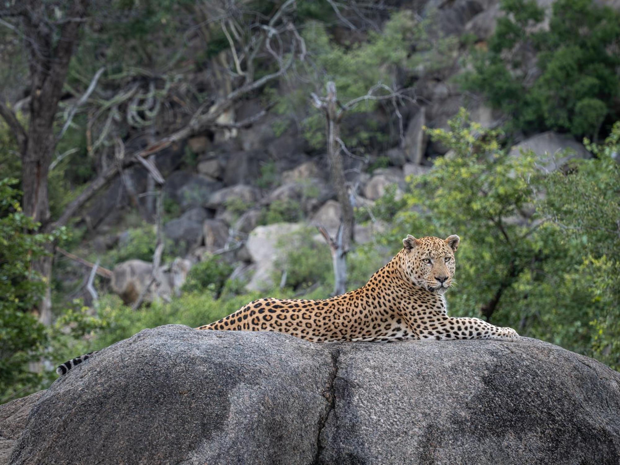 Nyati Safari Lodge Hoedspruit Exteriér fotografie