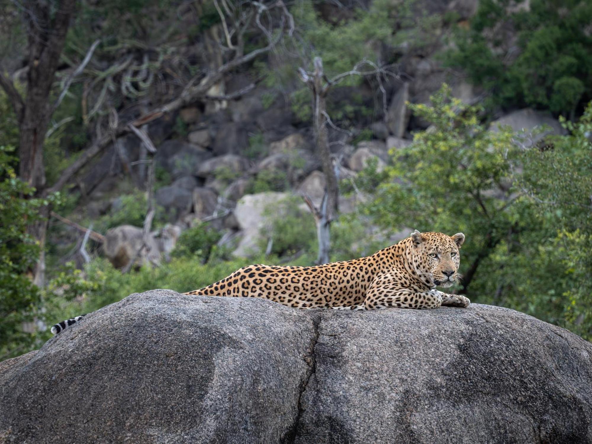 Nyati Safari Lodge Hoedspruit Exteriér fotografie