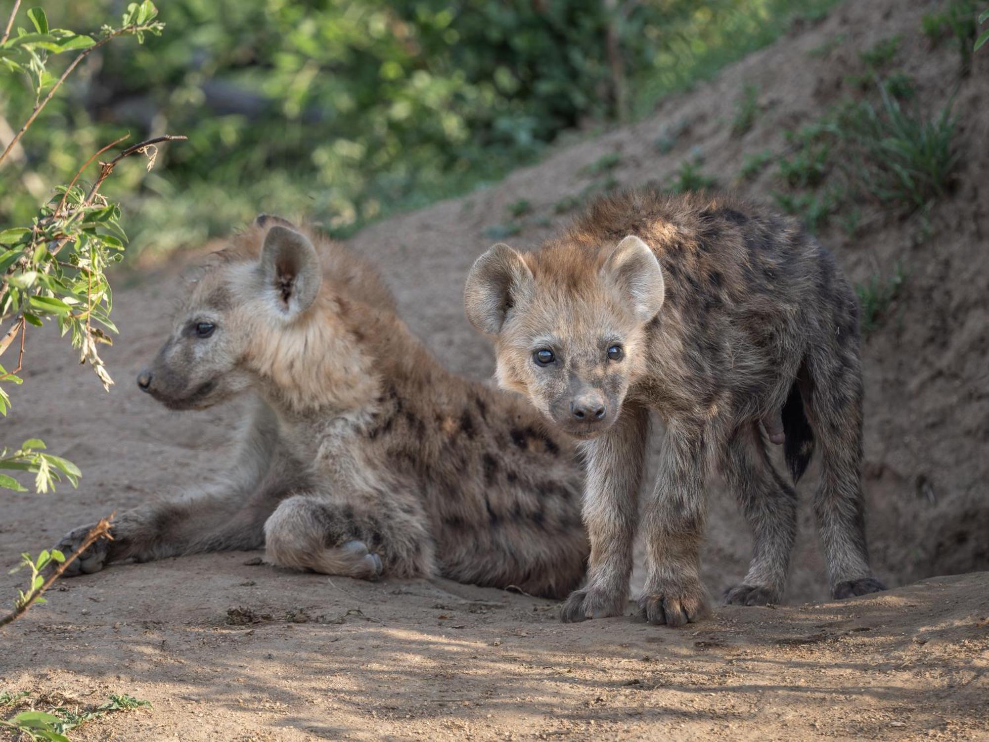 Nyati Safari Lodge Hoedspruit Exteriér fotografie